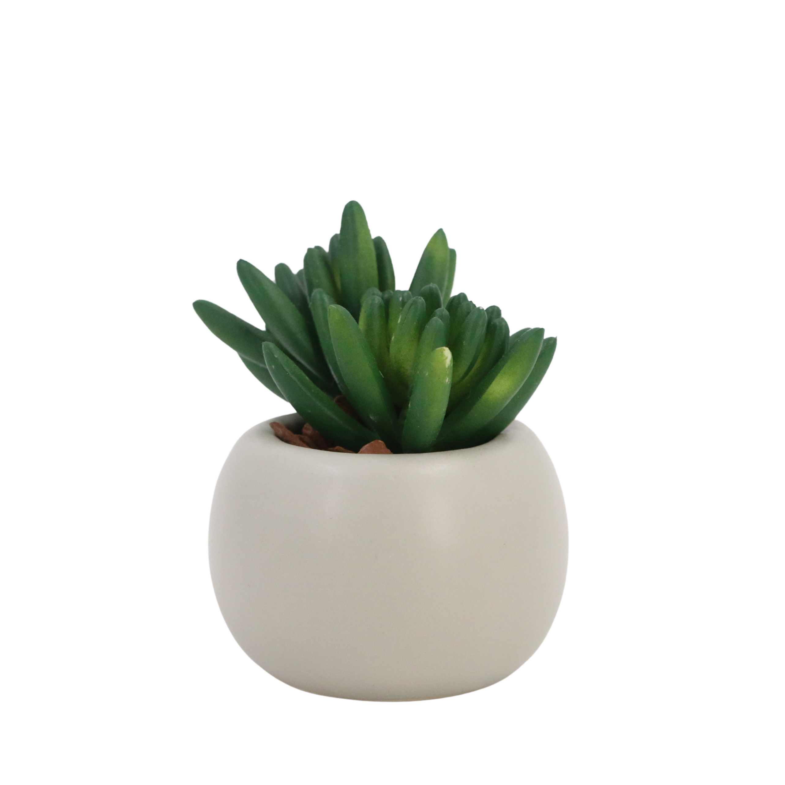 Suculenta Sedum Folha + Grossa - 63026