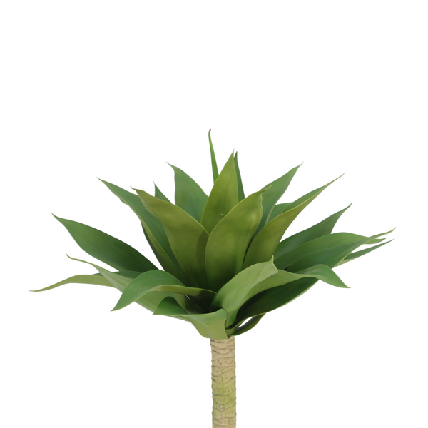 Planta Agave Dragão Verde - 63223