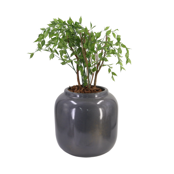 Planta Mini Ficus Verde - 62403