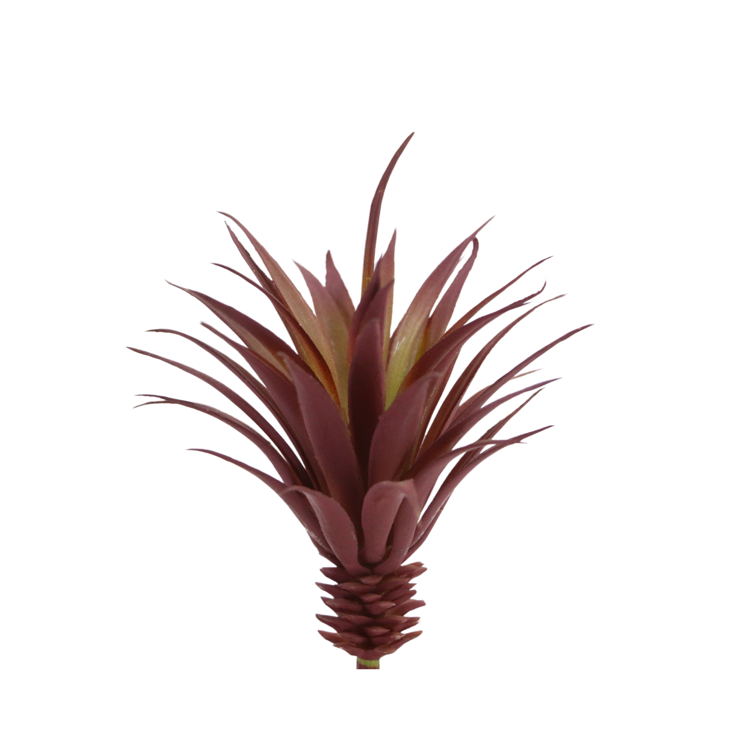 Agave Suculenta Vinho - 62564