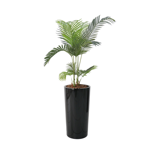 Planta Palmeira Areca Dupla - 64473