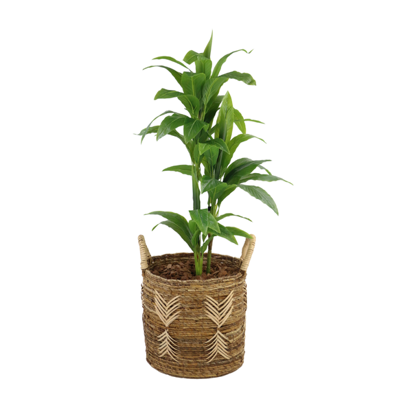 Planta Dracena Alta - 64614