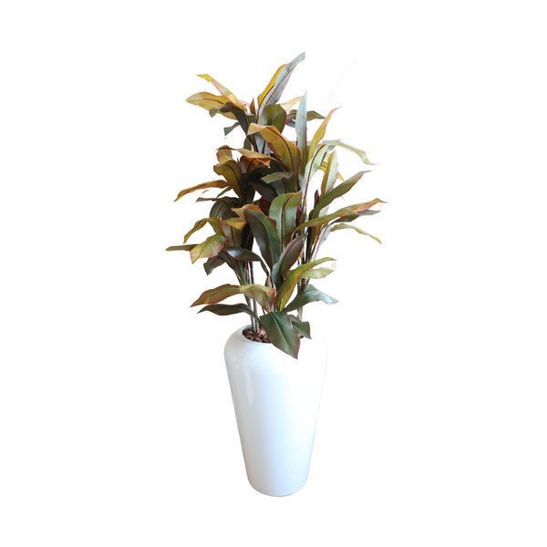 Planta Cordyline Vinho - 64482