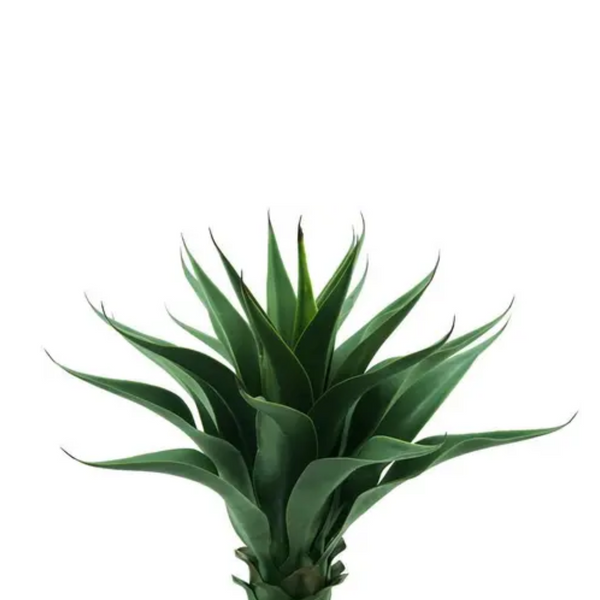 Planta Agave Americana Verde  - 64472