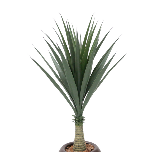 Planta Sisal Dracena - 60733